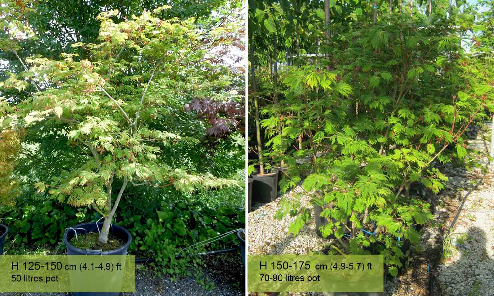 Acer Japonicum Aconitifolium - Shrub