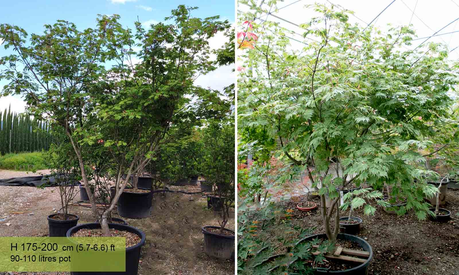 Acer Japonicum Aconitifolium - Shrub