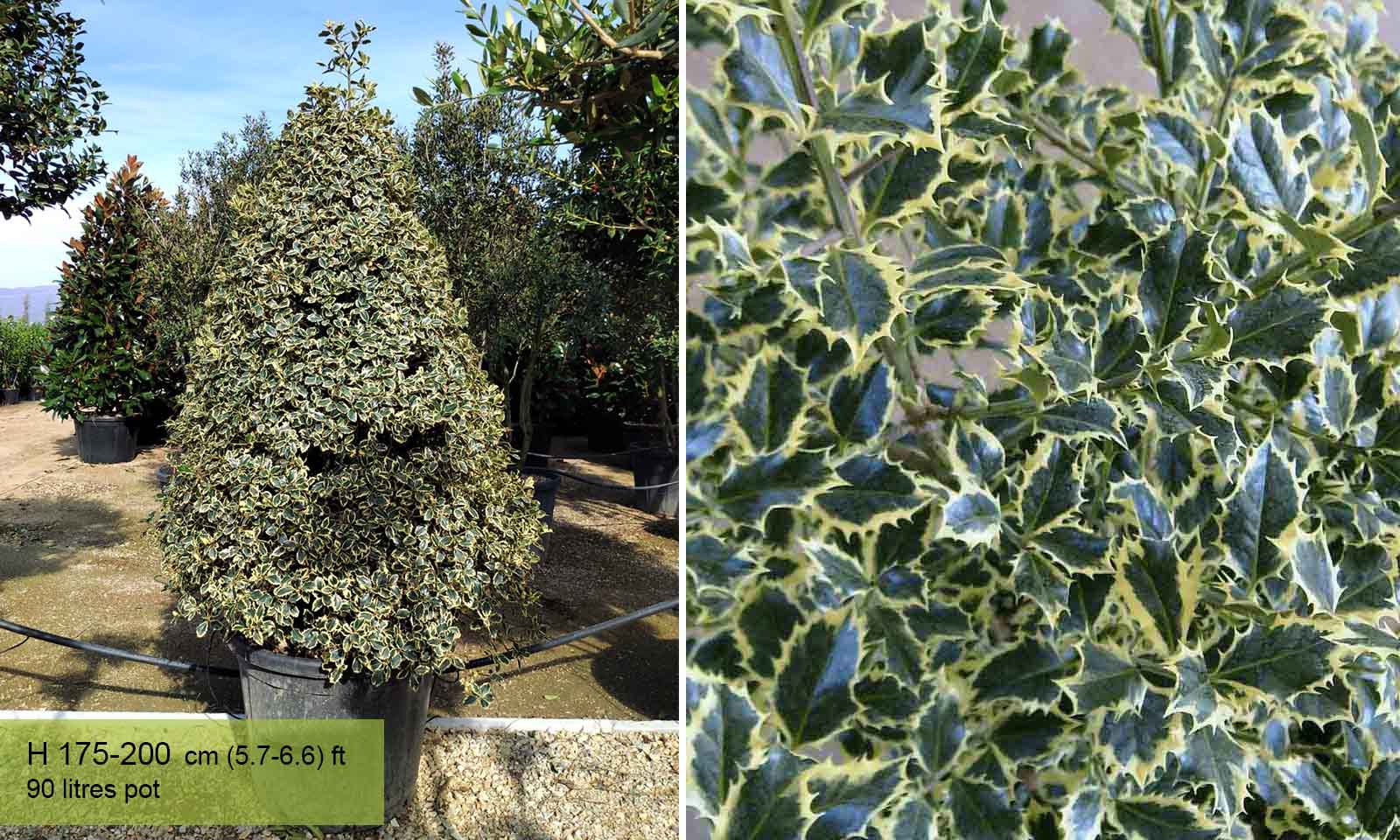 Ilex Aquifolium Argenteomarginata (Variegated English Holly) – Cone