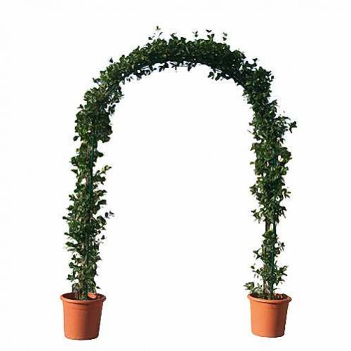 Topiary Double Arch (Hedera)