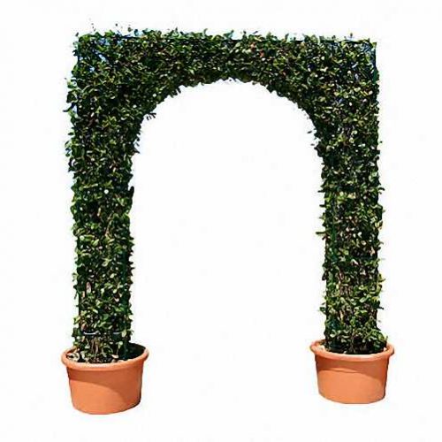 Topiary Arch (Hedera Hibernica)