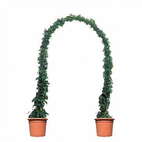 Topiary Arch Single (Ligustrum Jonandrum)