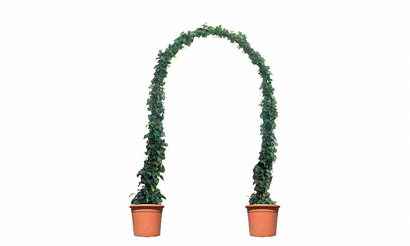 Topiary Arch Single (Ligustrum Jonandrum)