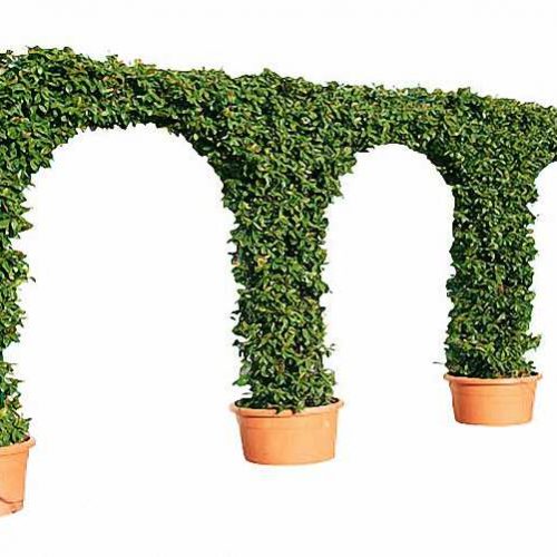 Topiary Triple Arch (Hedera Hibernica)