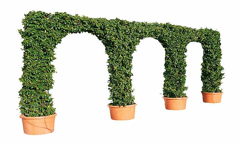 Topiary Triple Arch (Hedera Hibernica)
