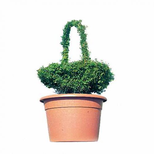 Topiary Basket (Ligustrum Jonandrum)