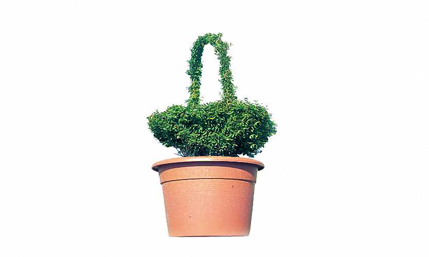 Topiary Basket (Ligustrum Jonandrum)