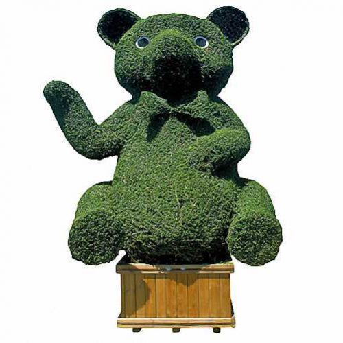 Topiary Bear / Topiary Teddy (Ligustrum Jonandrum)