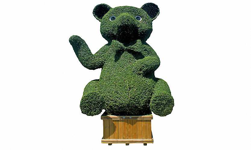 Topiary Bear / Topiary Teddy (Ligustrum Jonandrum)