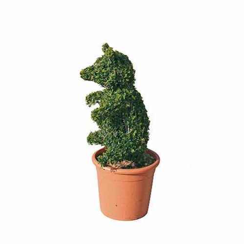 Topiary Bear Little (Ligustrum Jonandrum)