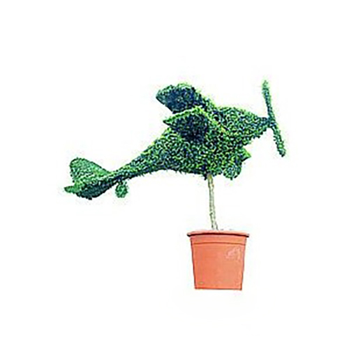 Topiary Biplane (Ligustrum Jonandrum)