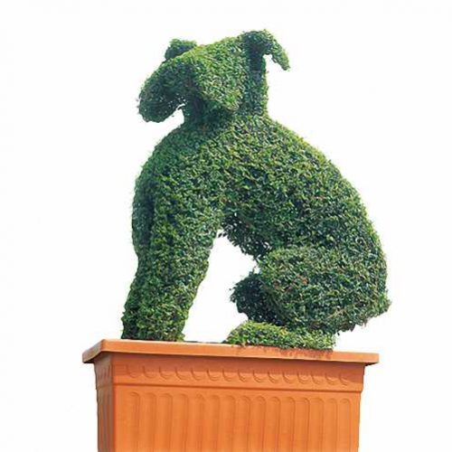 Topiary Boxer Dog (Ligustrum Jonandrum)