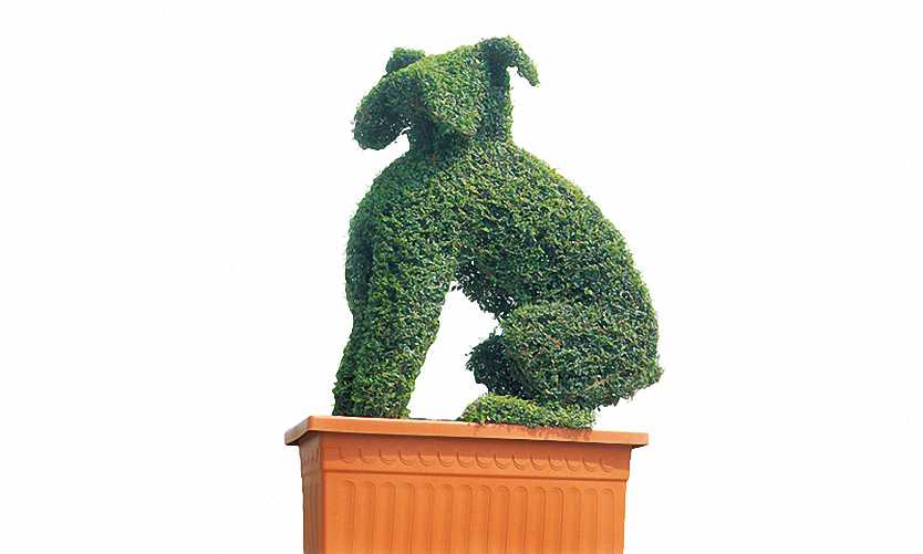 Topiary Boxer Dog (Ligustrum Jonandrum)