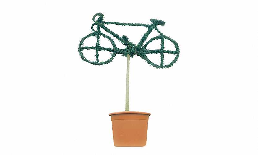 Topiary Bicycle (Ligustrum Jonandrum)