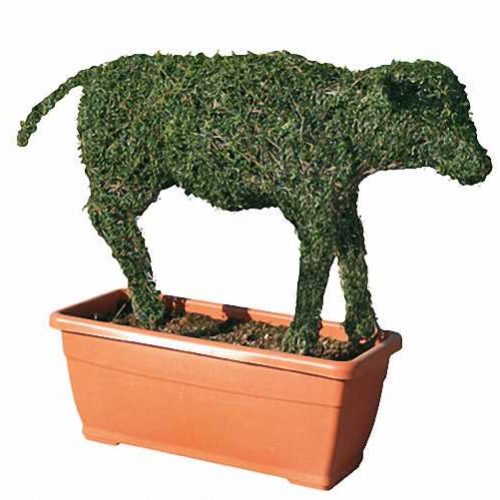 Topiary Calf (Ligustrum Jonandrum)