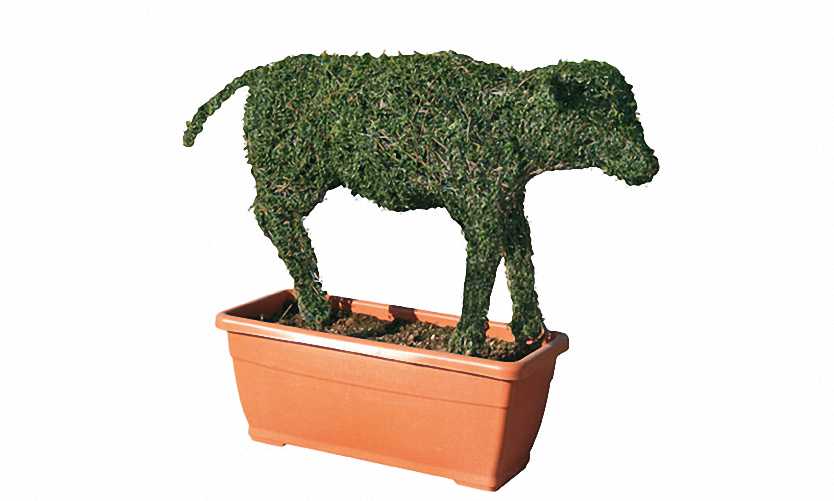 Topiary Calf (Ligustrum Jonandrum)