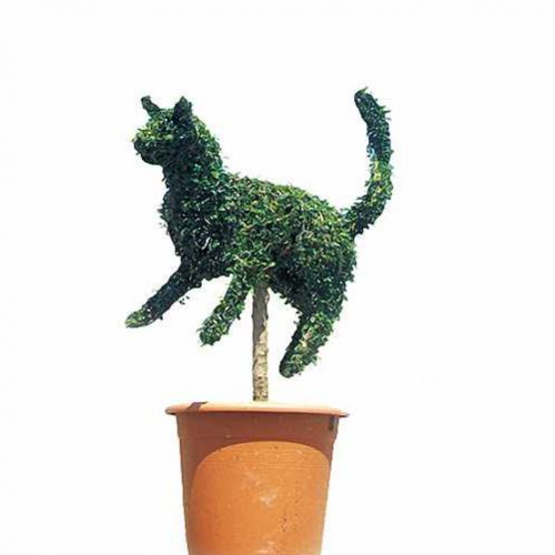 Topiary Cat (Ligustrum Jonandrum)