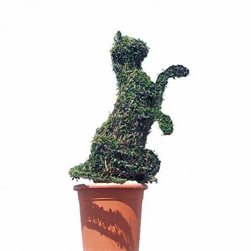 Topiary Cat Sitting (Ligustrum Jonandrum)