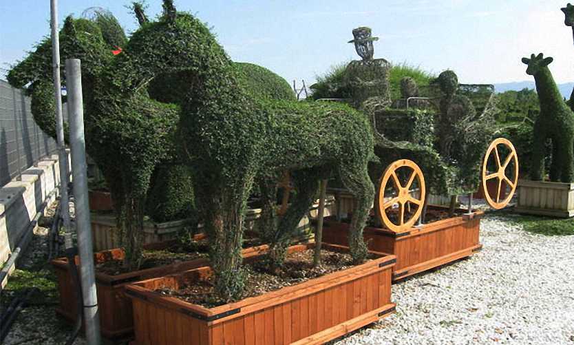 Topiary Ponies With Carriage (Ligustrum Jonandrum)