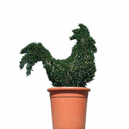 Topiary Cockerel (Ligustrum Jonandrum)