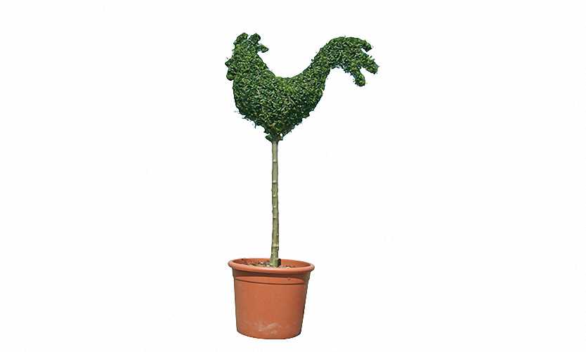 Topiary Cockerel (Ligustrum Jonandrum)