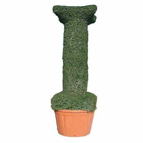 Topiary Column (Ligustrum Jonandrum)