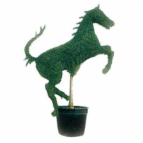 Topiary Prancing Horse (Ligustrum Jonandrum)