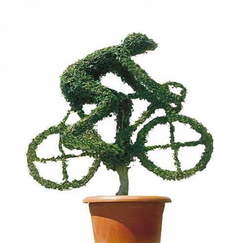 Topiary Cyclist (Ligustrum Jonandrum)