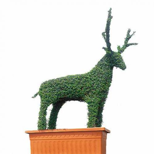 Topiary Deer (Ligustrum Jonandrum)