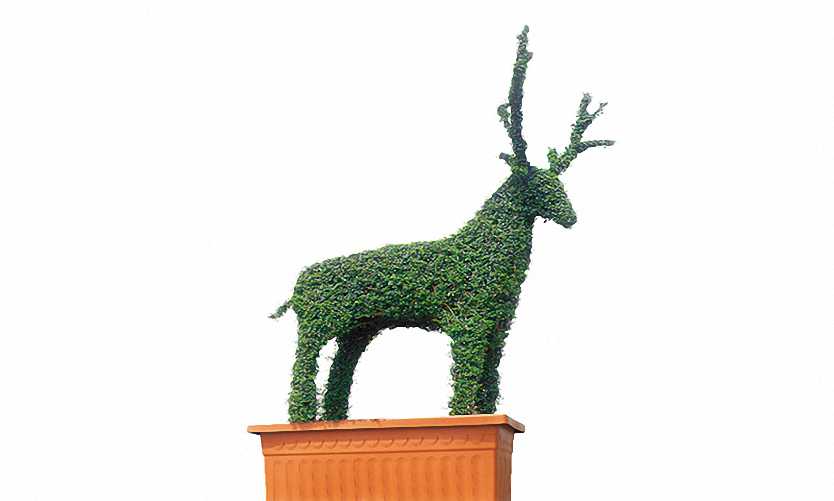 Topiary Deer (Ligustrum Jonandrum)