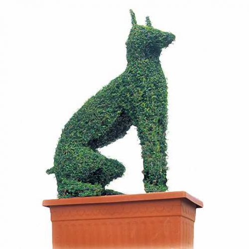 Topiary Doberman Dog (Ligustrum Jonandrum)