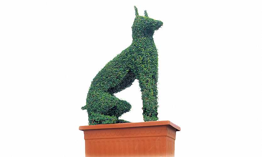 Topiary Doberman Dog (Ligustrum Jonandrum)