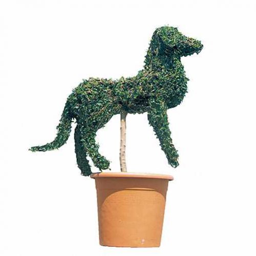 Topiary Dog Guardian (Ligustrum Jonandrum)