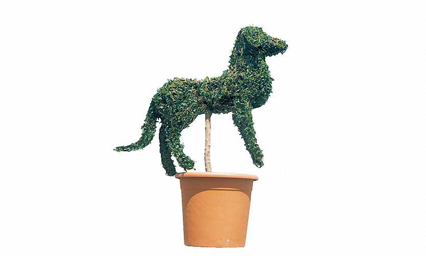 Topiary Dog Guardian (Ligustrum Jonandrum)