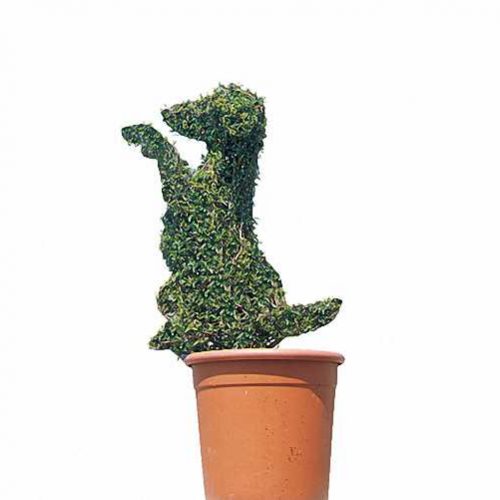 Topiary Dog Sitting (Ligustrum Jonandrum)