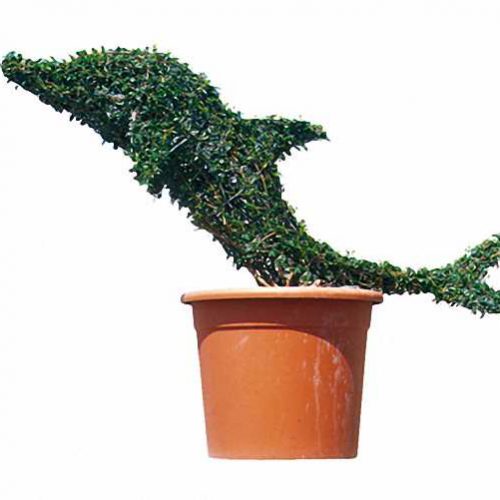 Topiary Dolphin Baby (Ligustrum Jonandrum)