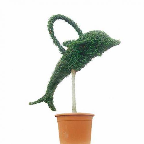 Topiary Dolphin With Circle (Ligustrum Jonandrum)