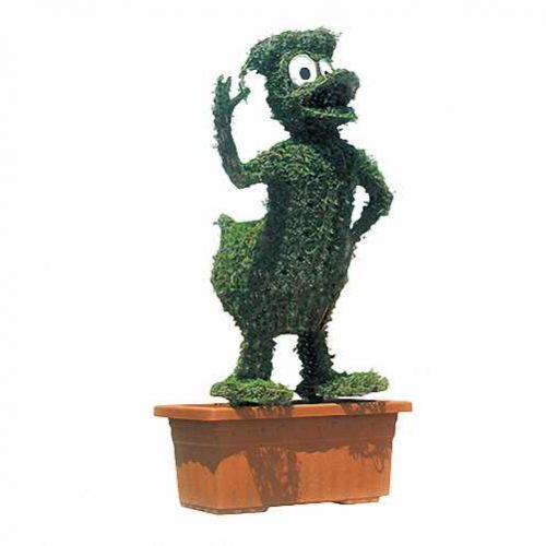 Topiary Donald Duck (Ligustrum Jonandrum)