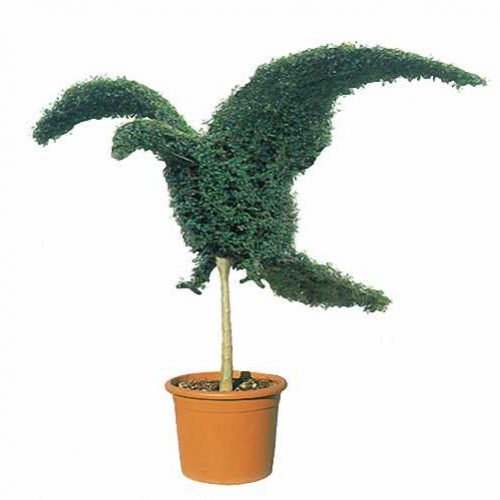 Topiary Eagle (Ligustrum Jonandrum)