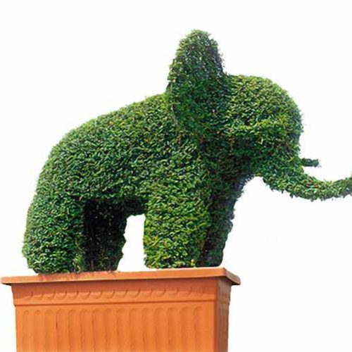 Topiary Elephant (Ligustrum Jonandrum)