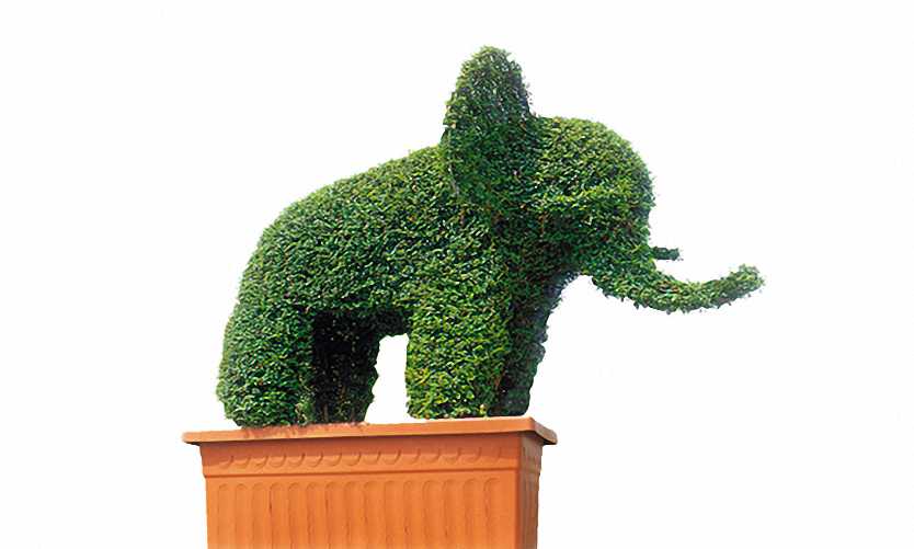 Topiary Elephant (Ligustrum Jonandrum)