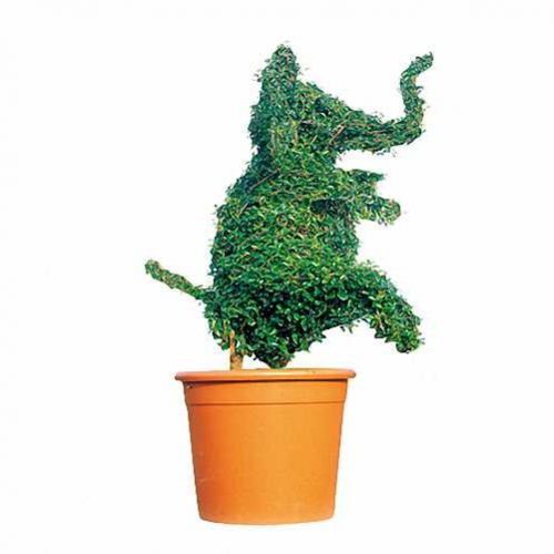 Topiary Elephant Sitting (Ligustrum Jonandrum)