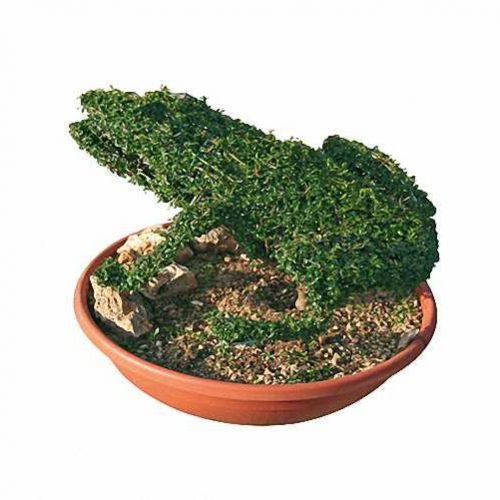 Topiary Frog (Ligustrum Jonandrum)