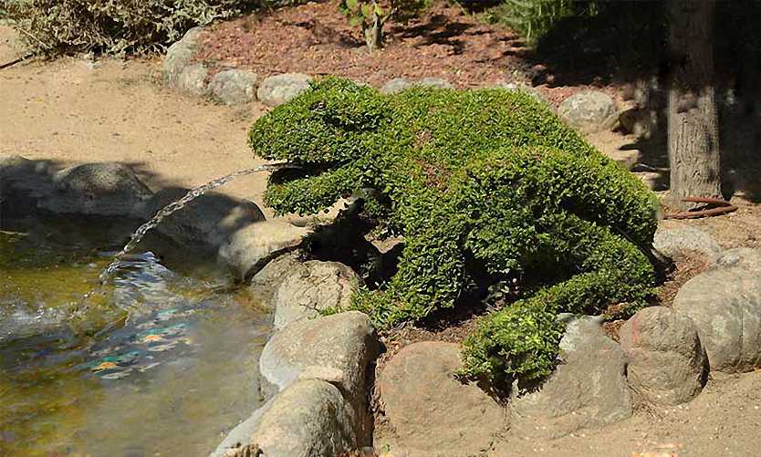 Topiary Frog Water Feature Complete (Ligustrum Jonandrum)