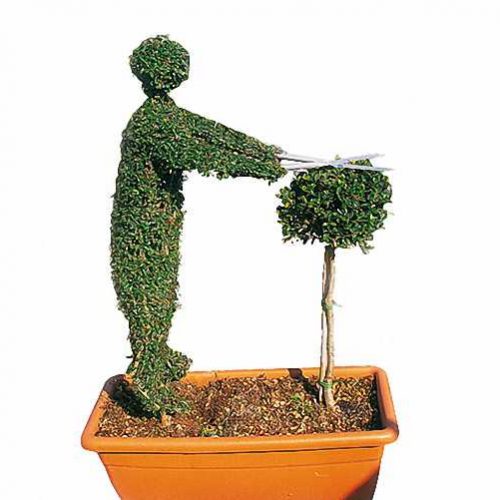 Topiary Gardener Trimming (Ligustrum Jonandrum)