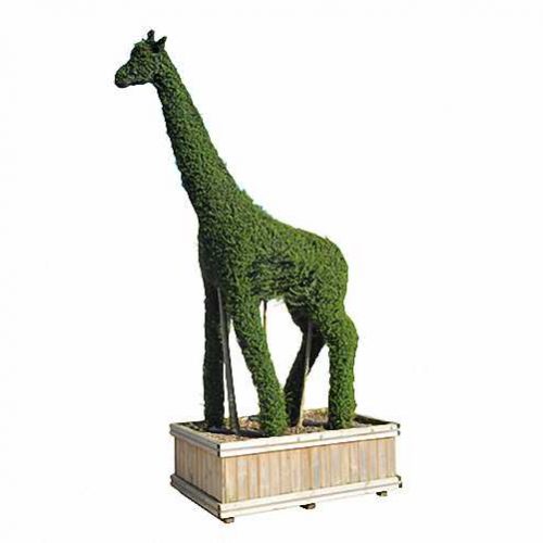 Topiary Giraffe (Ligustrum Jonandrum)