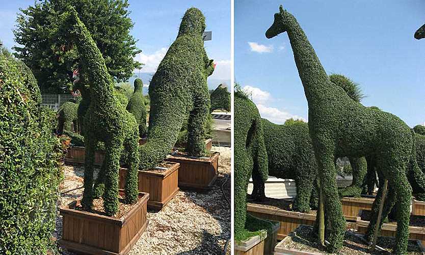 Topiary Giraffe (Ligustrum Jonandrum)