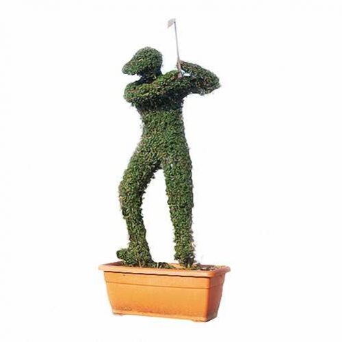 Topiary Golfer (Ligustrum Jonandrum)