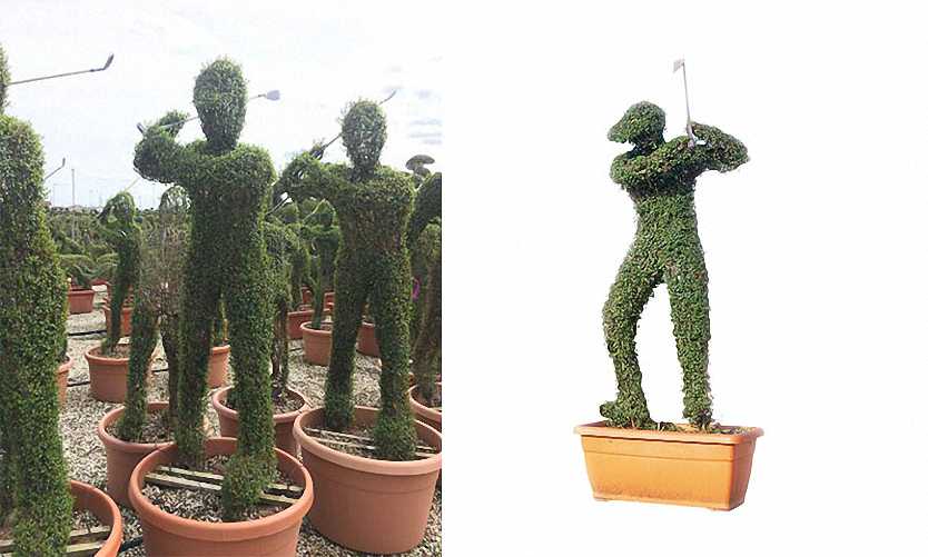 Topiary Golfer (Ligustrum Jonandrum)