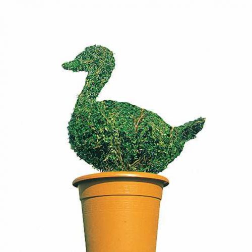 Topiary Duck (Ligustrum Jonandrum)